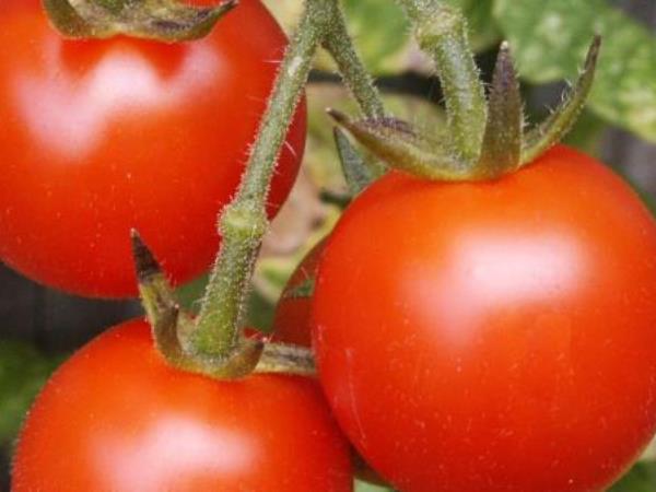 Wie man gefährliche Tomaten erkennt